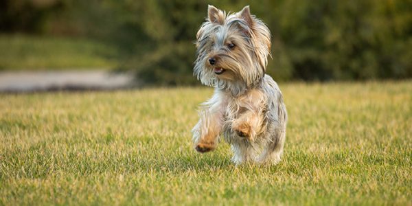 A Happy Dog Is A Well-Behaved Dog